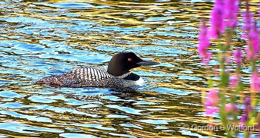 Swimming Loon_DSCF4274.jpg - Common Loon (Gavia immer) photographed along the Rideau Canal Waterway at Smiths Falls, Ontario, Canada.